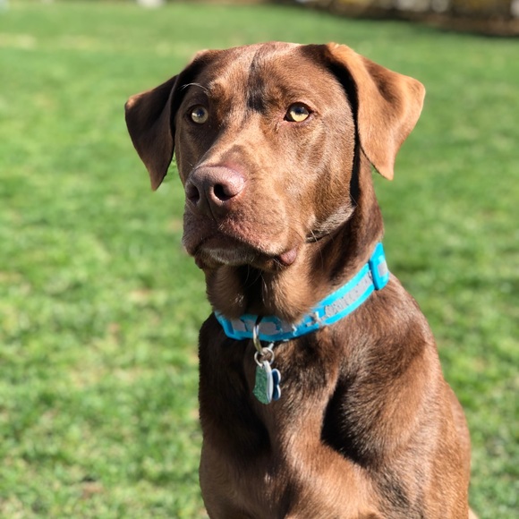 Meet your Posher, Sophia - Picture 1 of 1